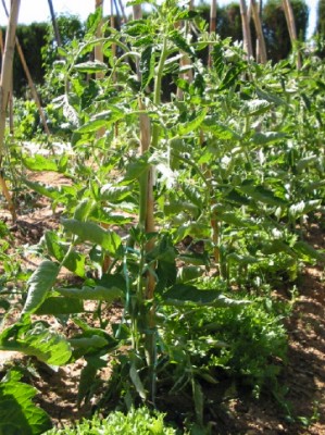 normal_tomatera8.jpg
