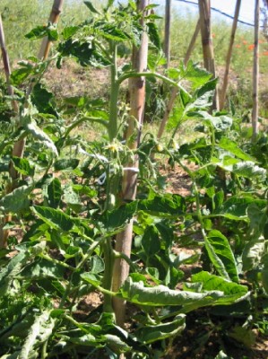 normal_tomatera9.jpg