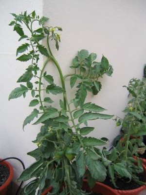 normal_tomatera_con_tomates.JPG