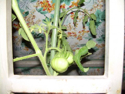 normal_tomates%7E2.jpg