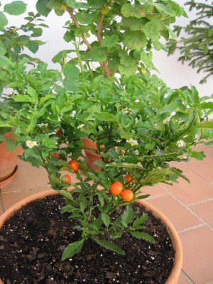 normal_Tomatitos.jpg