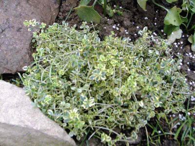 normal_tomillo-limon3%7E0.jpg