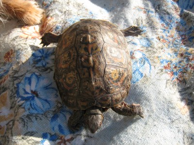 normal_tortuga%20de%20la%20madera.jpg