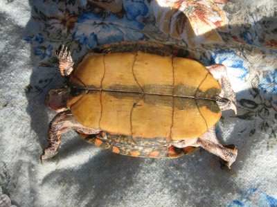 normal_tortuga%7E0.jpg
