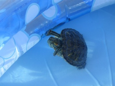 normal_tortugaA.jpg