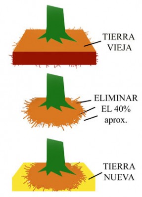 normal_transplante.jpg