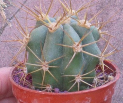 normal_Trichocereus%20terschekii%201.jpg