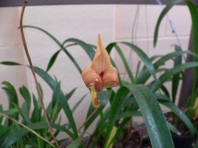 normal_trichoniotur.jpg