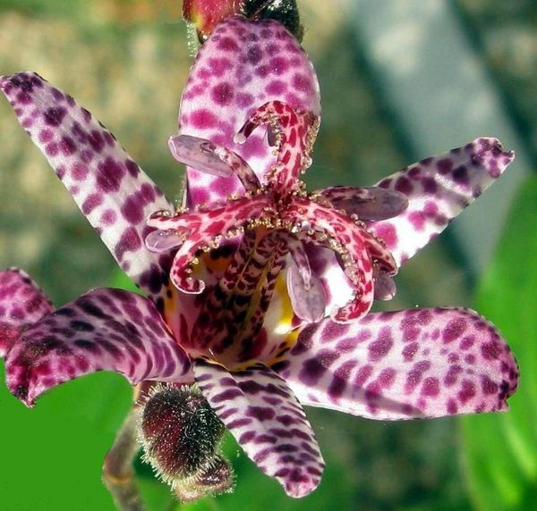 normal_tricyrtis_giovanna.JPG