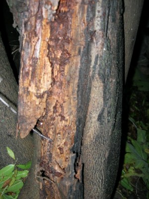 normal_tronco%20higuera2.JPG