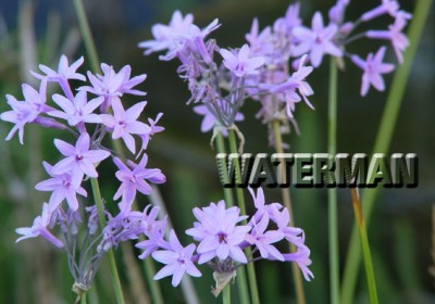 normal_Tulbhagia%20violacea_1.jpg