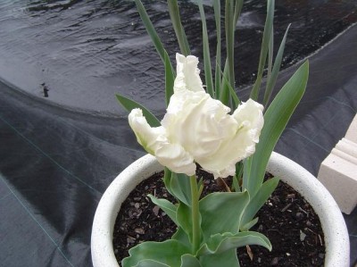 normal_Tulip%E1n%20raro.JPG