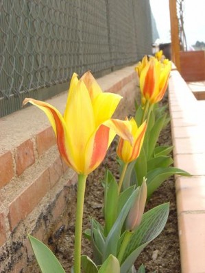 normal_tulipanes%204.jpg