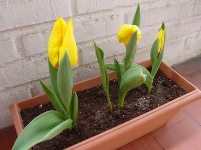 normal_tulipanes.jpg
