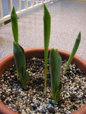 normal_TulipanesRojos2.JPG