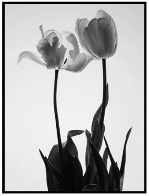 normal_tulipaness.jpg