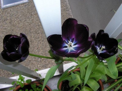 normal_TulipanMorado01.JPG