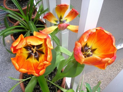 normal_TulipanNaranja01.JPG