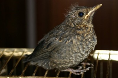normal_Turdus_merula_pollo_fer_02.jpg