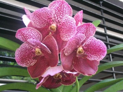 normal_VANDA%201.jpg