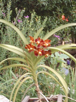 normal_VANDA%20EJ.040.4.jpg