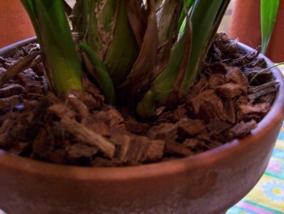 normal_vara%20cimbidium.jpg