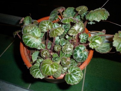 normal_variada170405.JPG