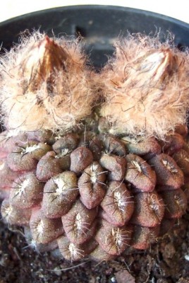normal_vegacactus.jpg