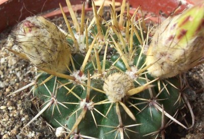 normal_vegacactuscristob.jpg