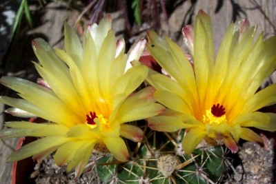 normal_vegacactuscristobal.jpg