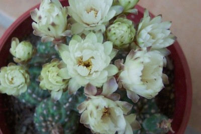 normal_vegacactusflor11.jpg