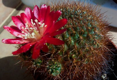 normal_VEGAcactusflor4.jpg