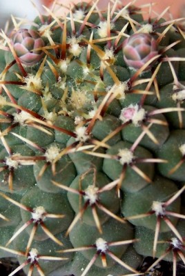 normal_vegacactusflor5.jpg