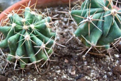 normal_vegacactushawb.jpg