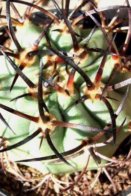 normal_vegacactusident16.jpg