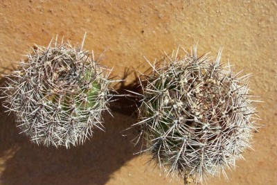 normal_vegacactusident20.jpg