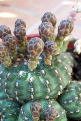 normal_vegacactusident23.jpg