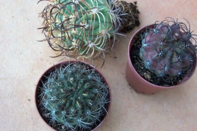 normal_vegacactusident26.jpg