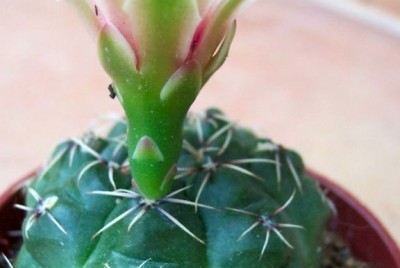 normal_vegacactusident32.jpg