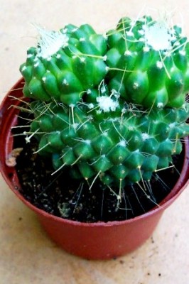 normal_vegacactusident40.jpg
