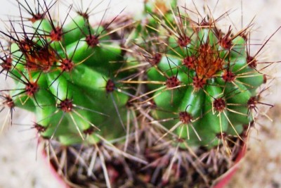 normal_vegacactusident41.jpg