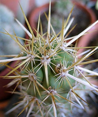 normal_vegacactusident55.jpg