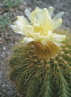 normal_vegacactusident60.jpg