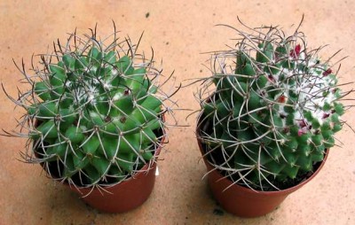 normal_vegacactusident62.jpg