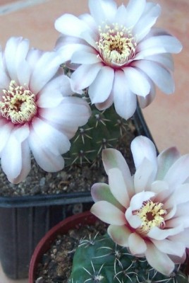 normal_vegacactusidentdos1.jpg