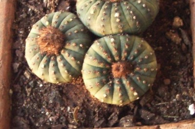 normal_vegacactusmalaga.jpg