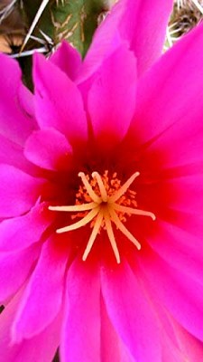 normal_vegaechinocereusbrandegeei.jpg