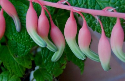 normal_vegafloresgasteria%7E0.jpg