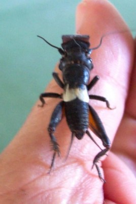 normal_vegagrillojunio05.jpg