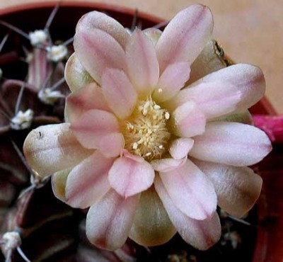 normal_vegagymnomihaflorrosa.jpg